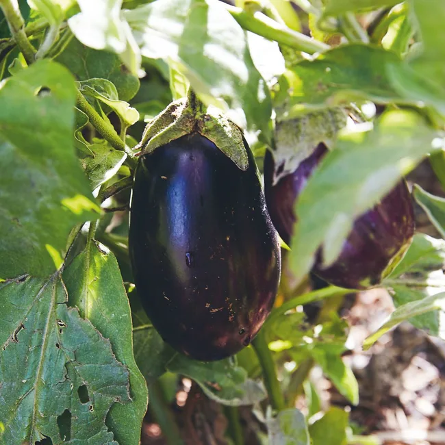 Eggplant growing in garden