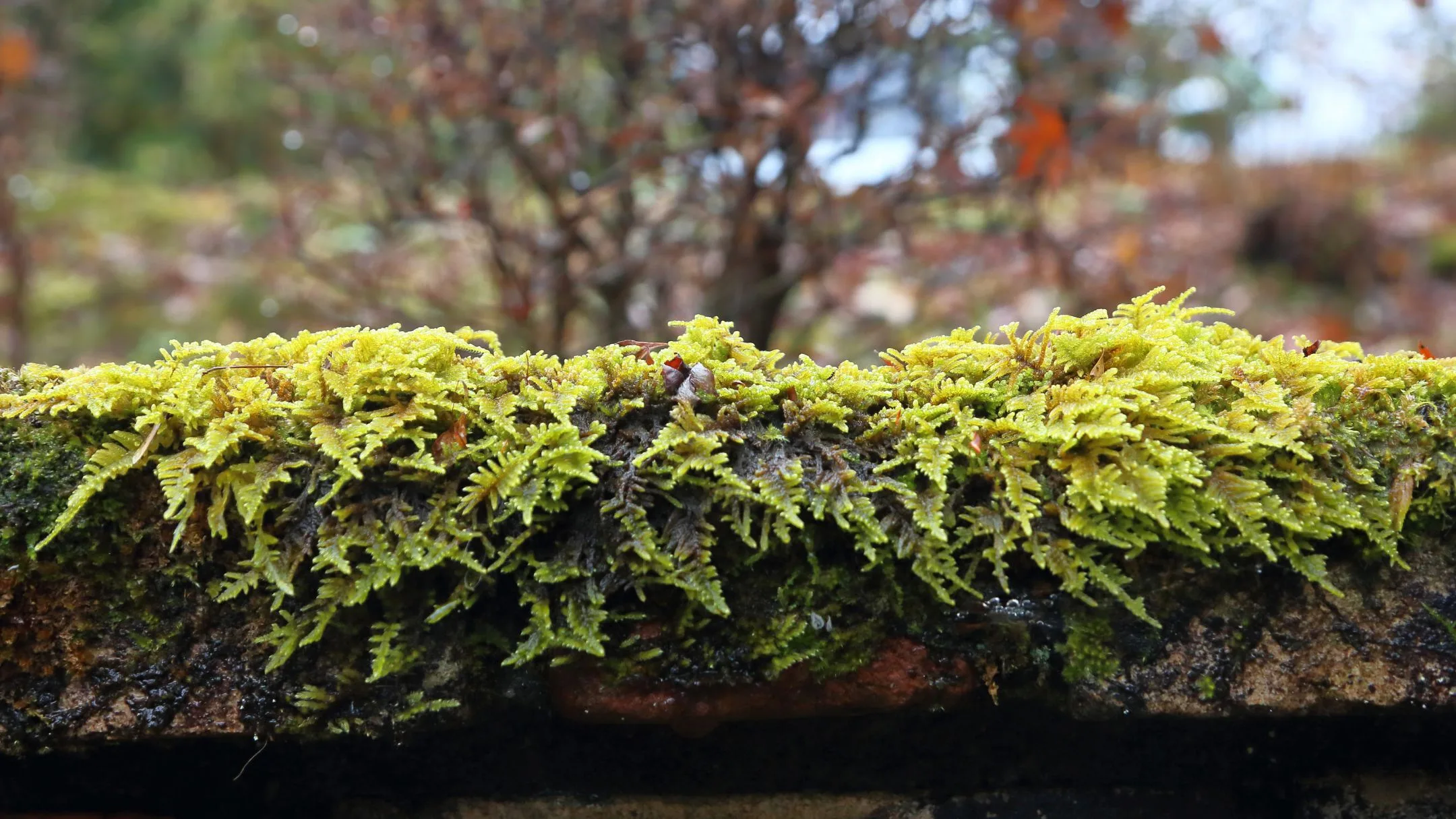 Fern moss growin on a brick wall
