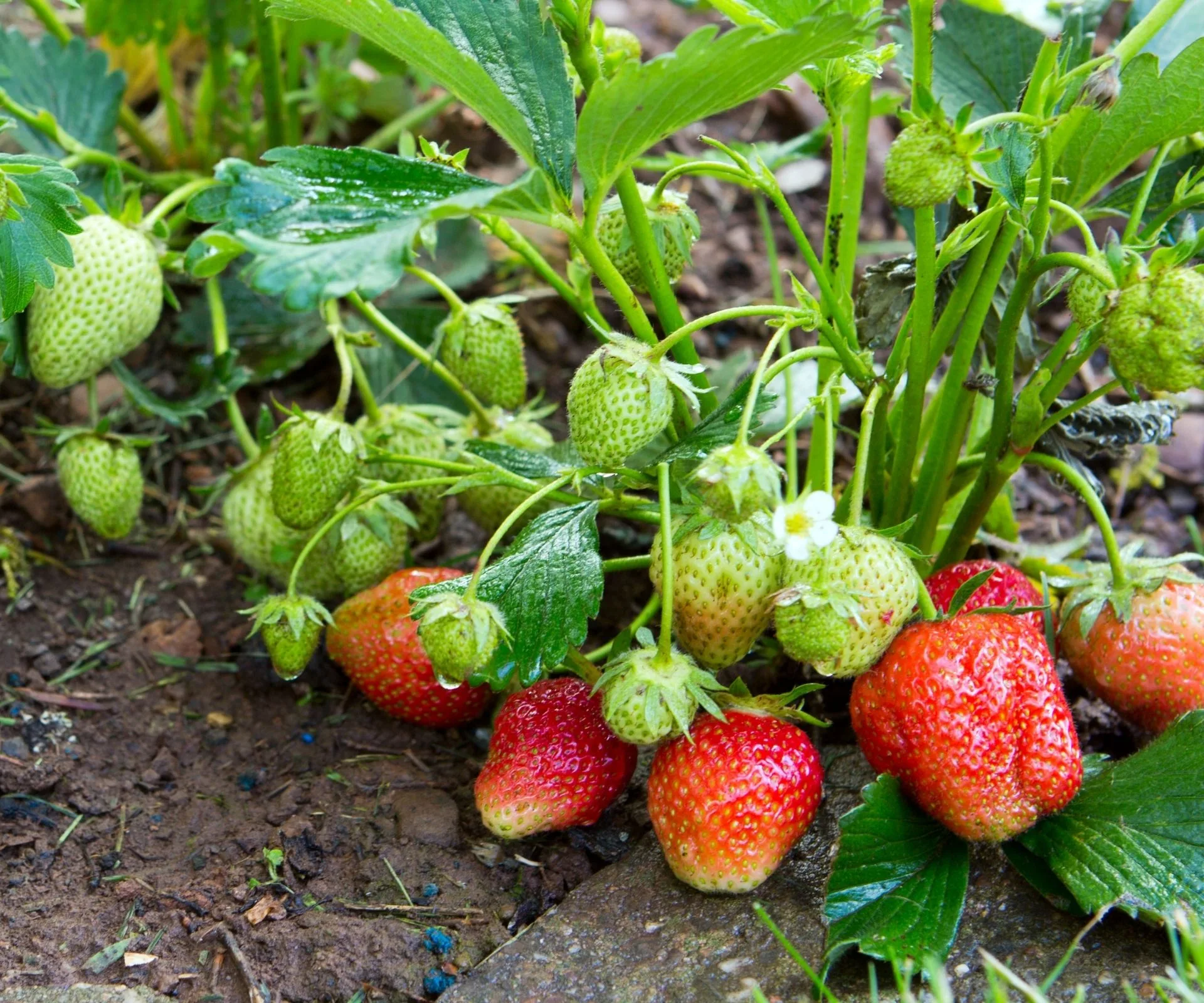 strawberry plant growing in dirt vegie patch with flowers, unripe green fruit and red fruit