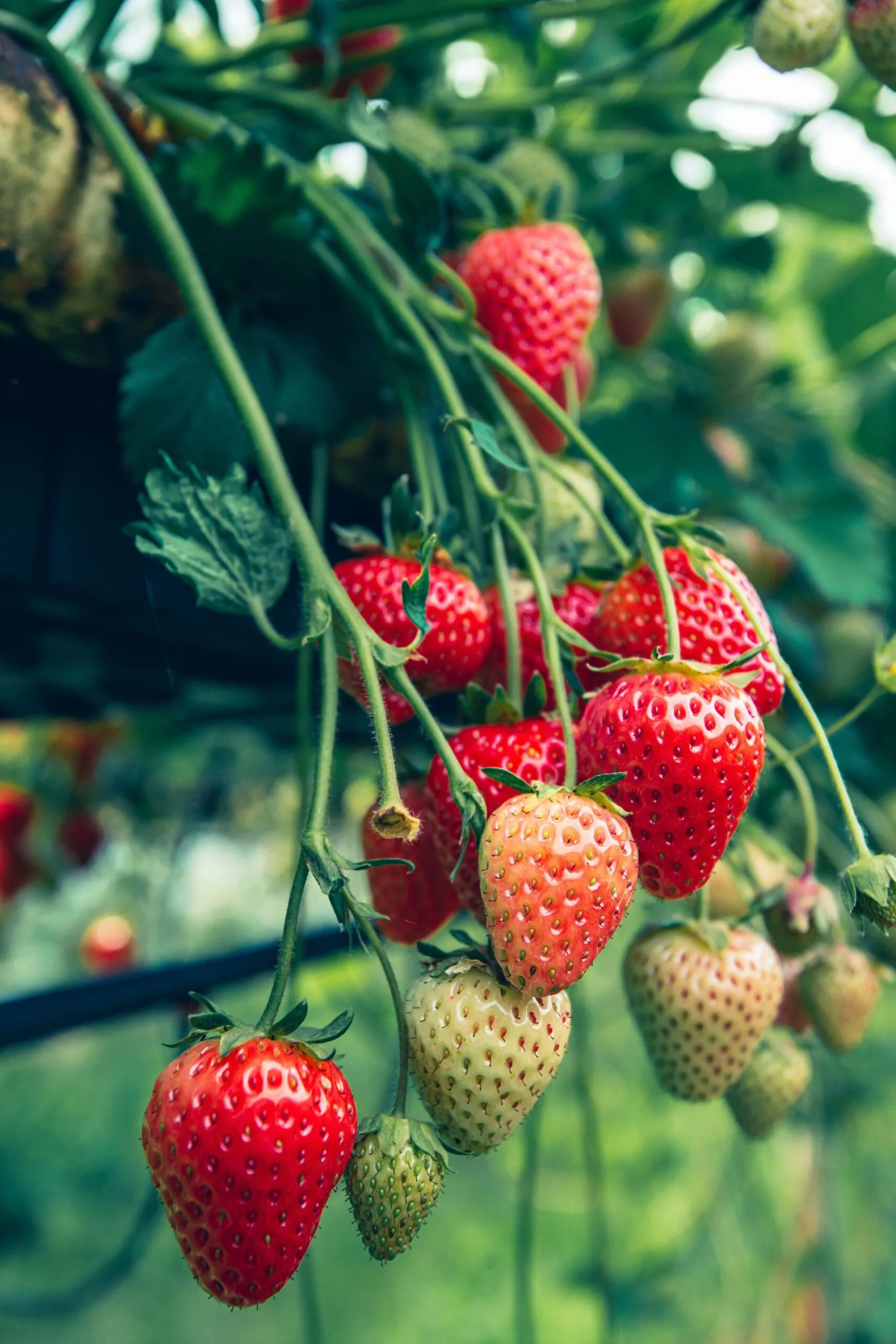 strawberries hanging over small trellis with ripeness ranging from green and small to deep red