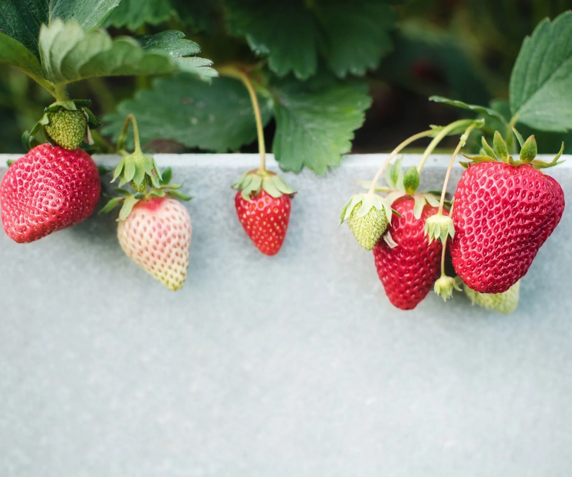 grey wall with strawberris hanging over the top