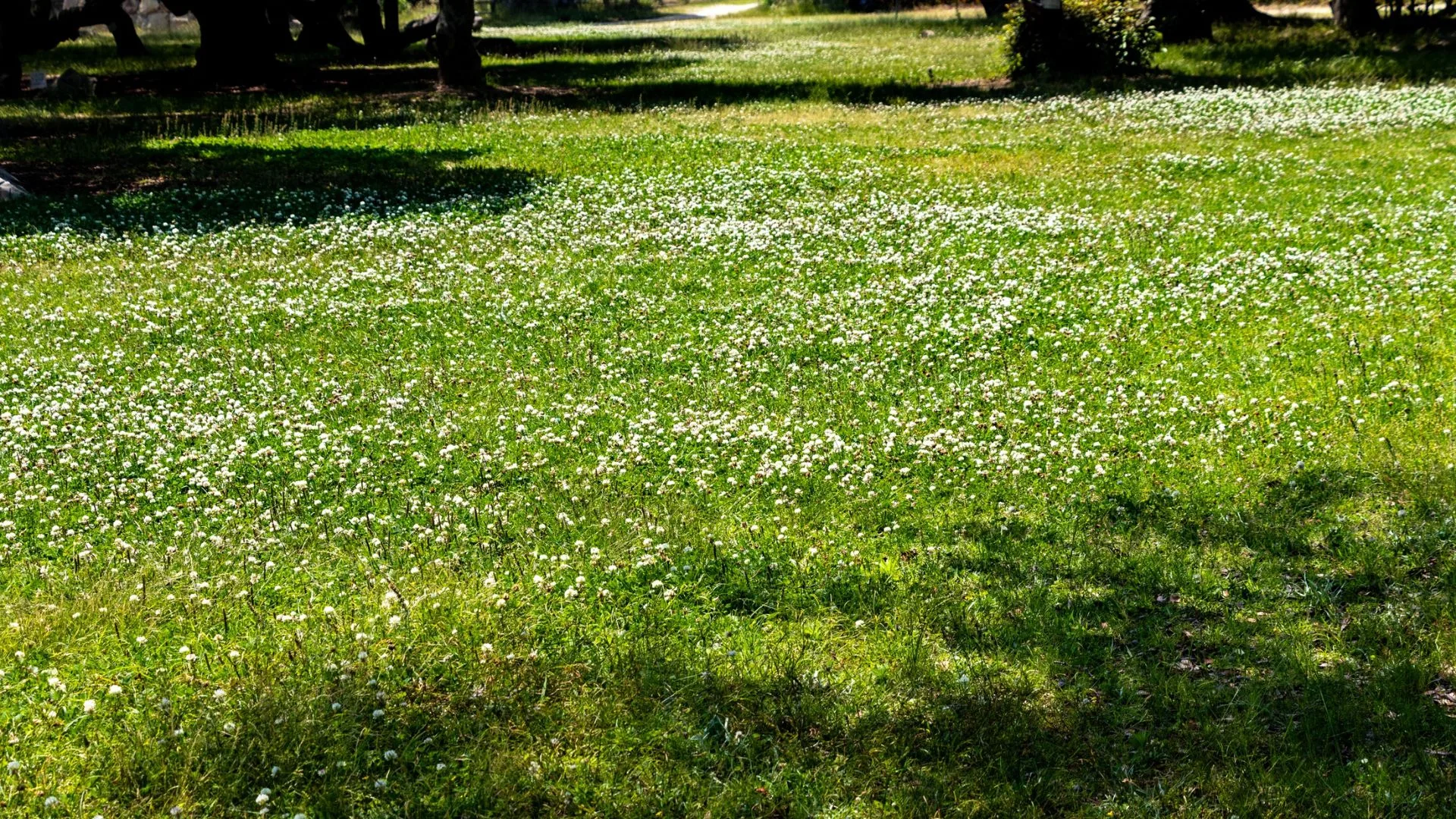 Clover lawn
