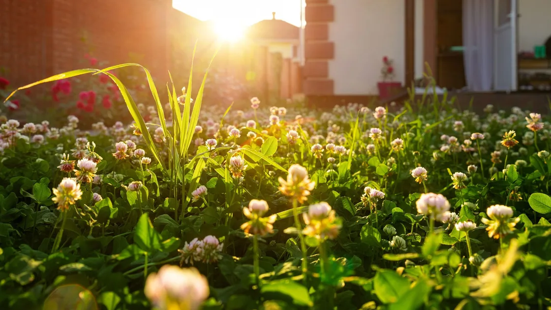 The low-effort lawn alternative you don't need to mow as often