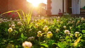 lawn full of clover.