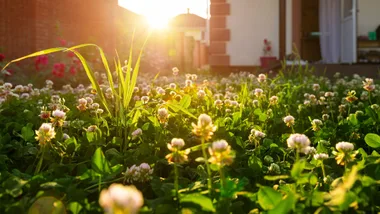 lawn ful of clover.