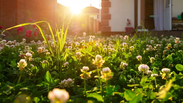 The low-effort lawn alternative you don’t need to mow as often