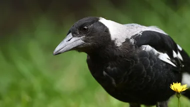 magpie protecting nest