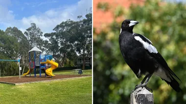 magpie at the park