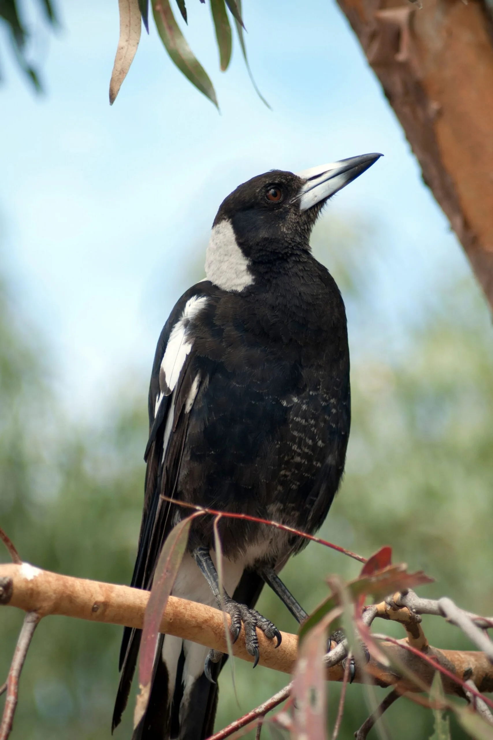 magpie ina tree