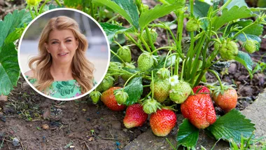 melissa king in corner bubble with teal shirt on in front of image of strawberries growing in dirt patch with unripe and ripe fruit