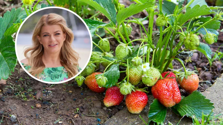 Melissa King’s guide to growing your own strawberry patch