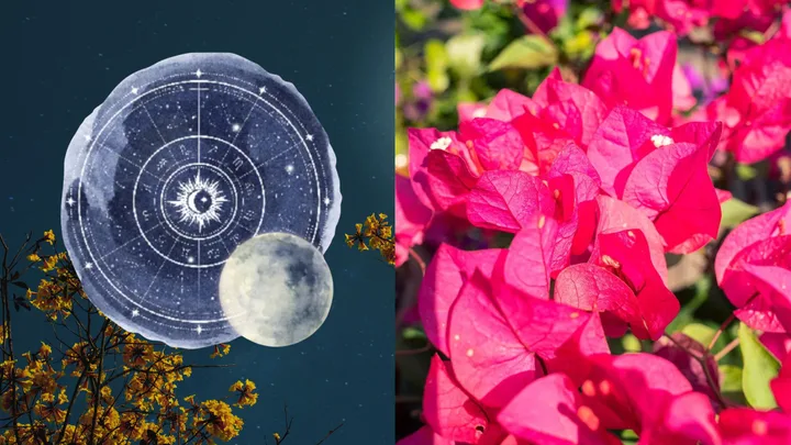 Gardening by the moon: the calendar that tells you the best days to plant