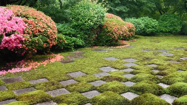 moss garden