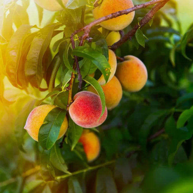 peaches and nectarine