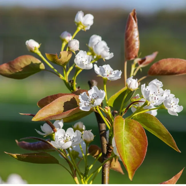 pear tree
