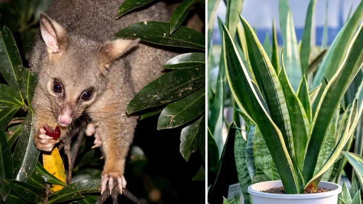 3 plants that can deter possums from snacking on your vegie patch