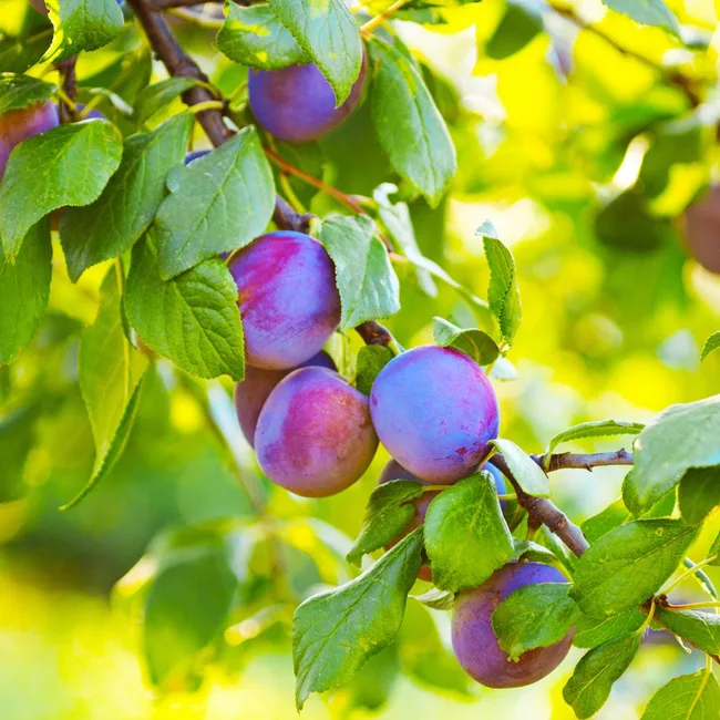 plum tree
