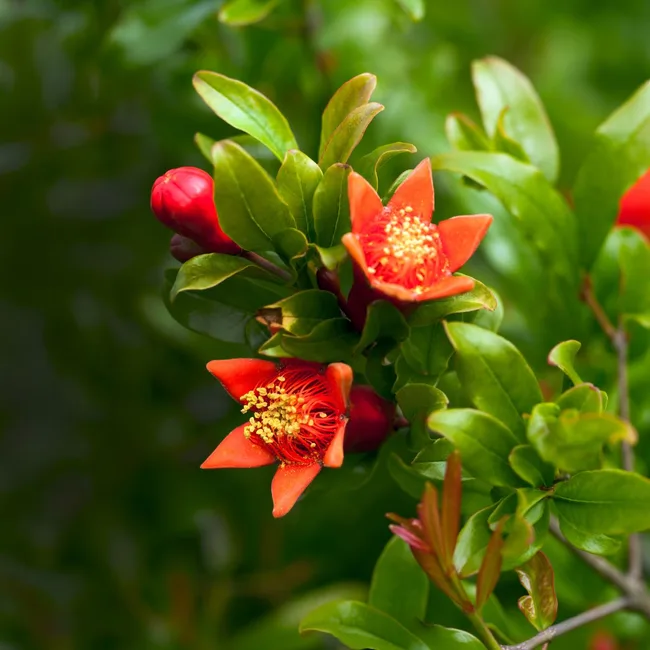 pomegranite tree