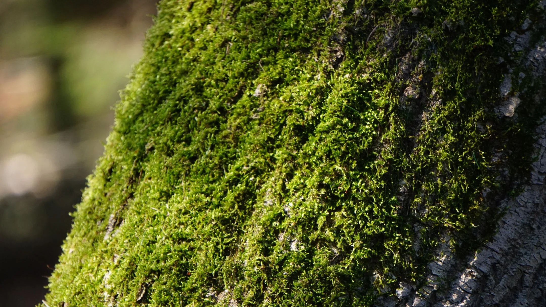 sheet moss growing on a tree