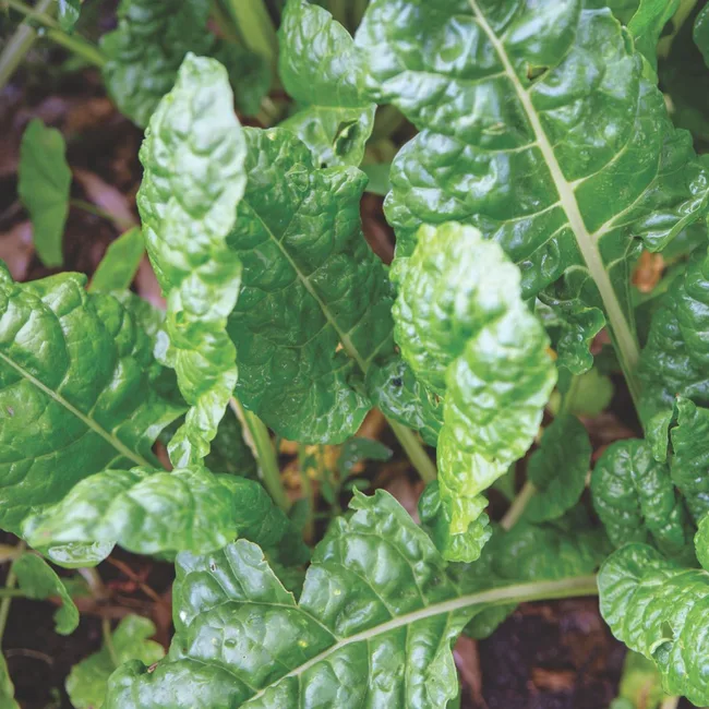 Growing silverbeet