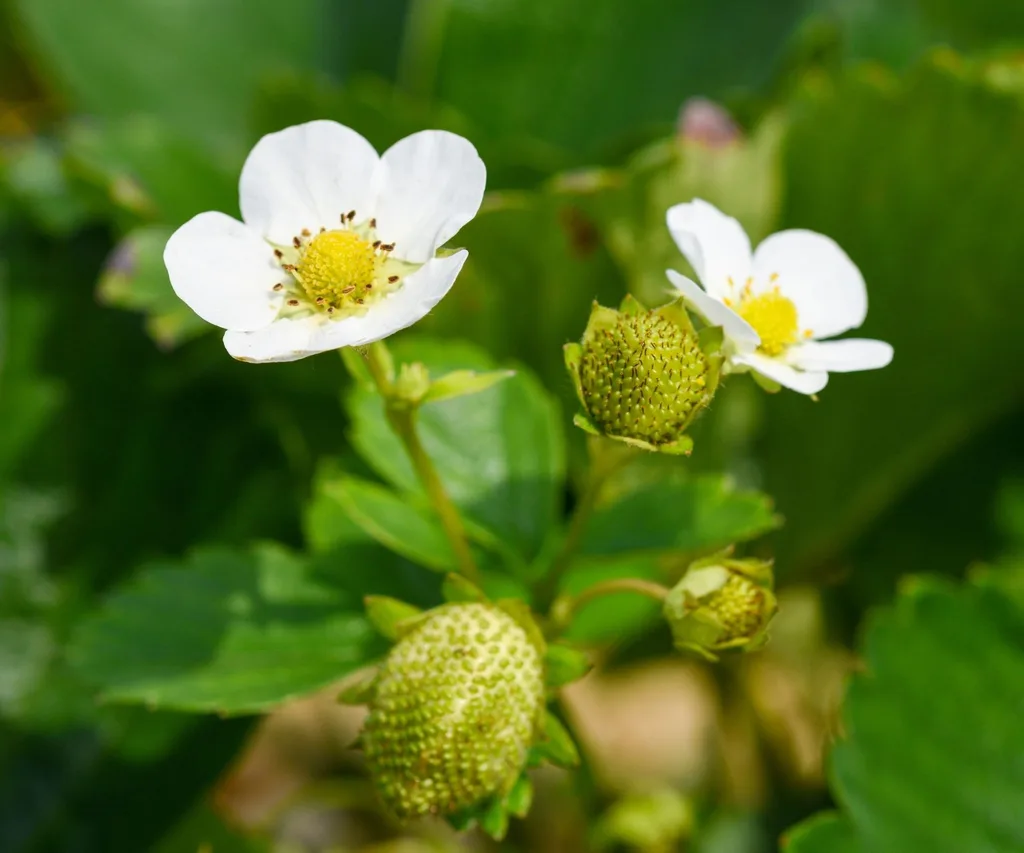 two white strawberry flowers close up with growing strawberries in green underneath