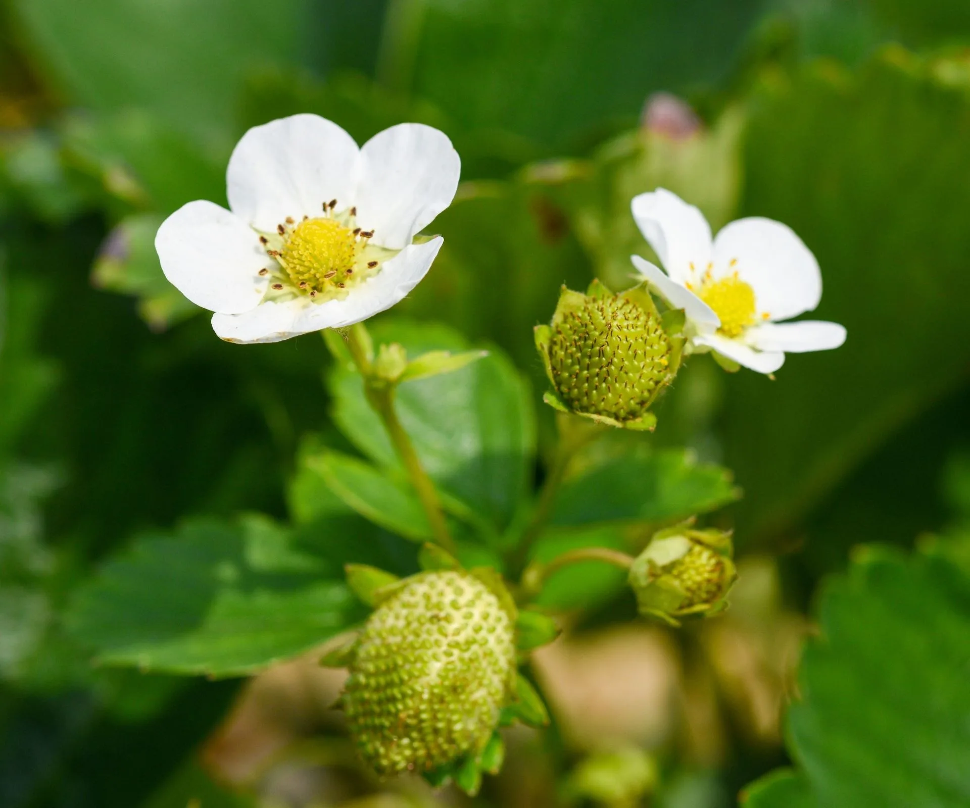 two white strawberry flowers close up with growing strawberries in green underneath