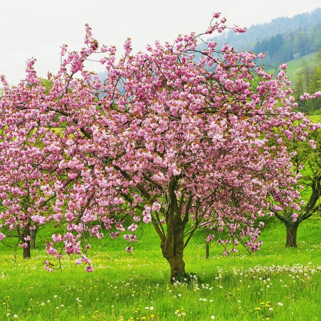 sweet cherry tree
