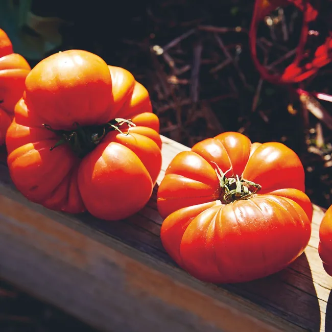 Growing tomatoes