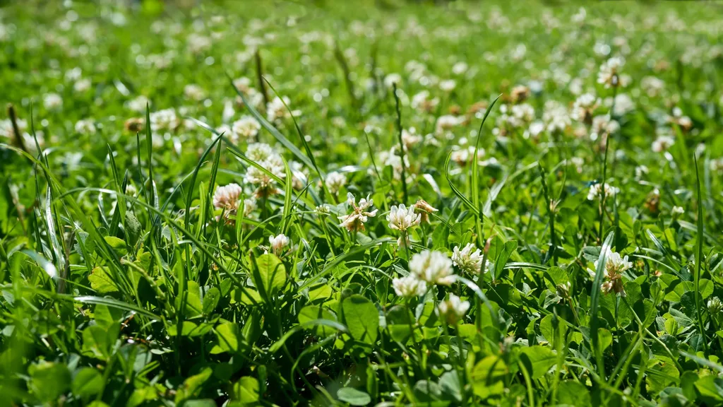 white clover growing on a lawn