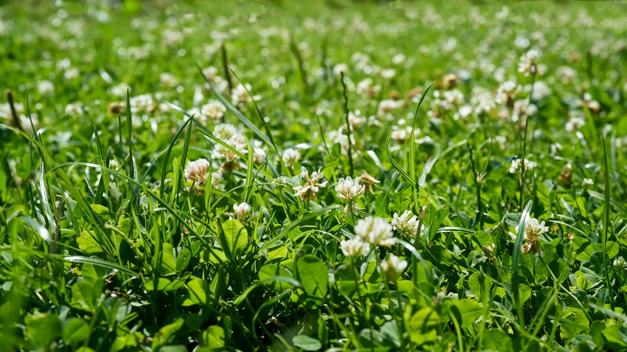 white clover growing on a lawn