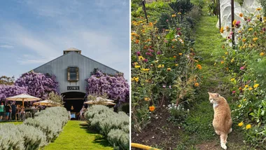 This award-winning winery has a food forest – here’s what I discovered