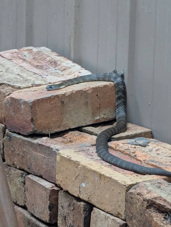 snake on a pile of bricks