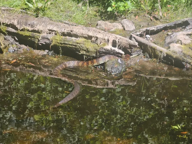 jake the snake catcher snake near water