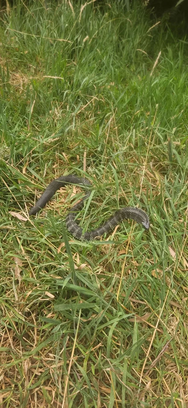 snake in long grass