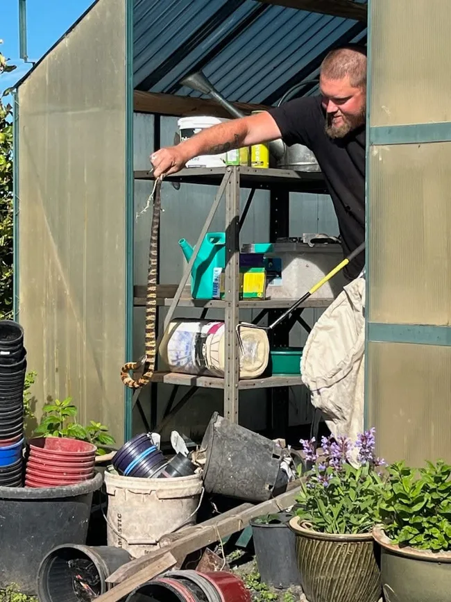jake the snack catcher catching a snake from a garden shed