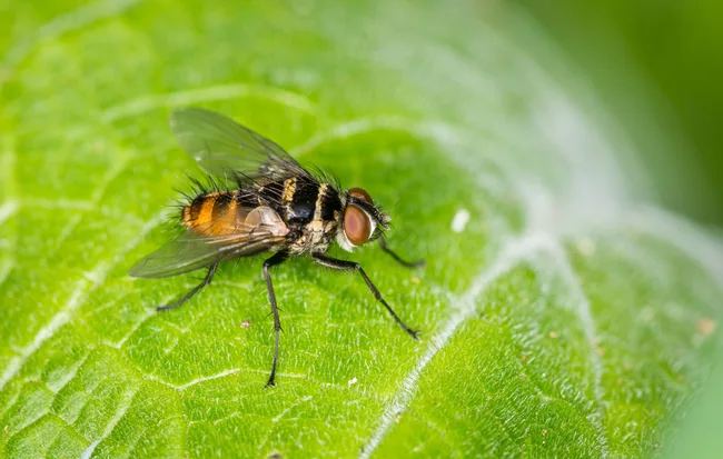 Close up of Trigonospila brevifacies or Australian leaftoller tachinid which is a species of true fly in the family Tachinidae native to eastern Australia. This species is also found in New Zealand