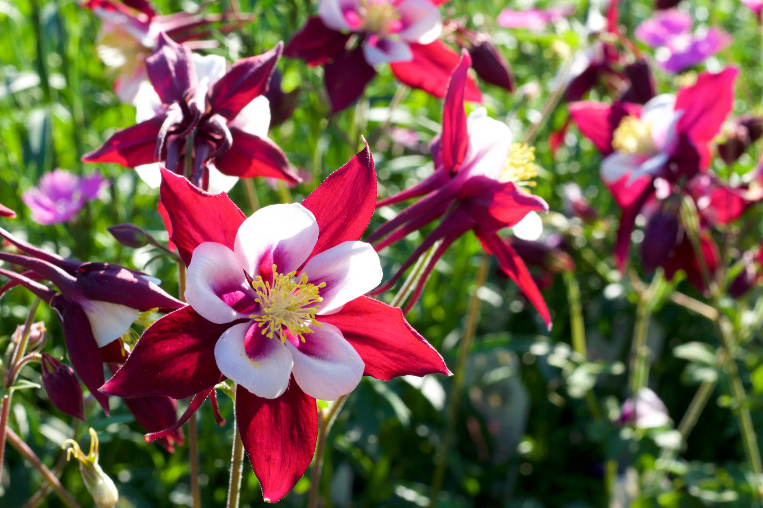 Aquilegia flowr with pink petals