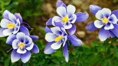 Aquilegia