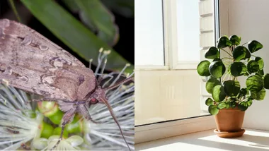 bogon moth inside