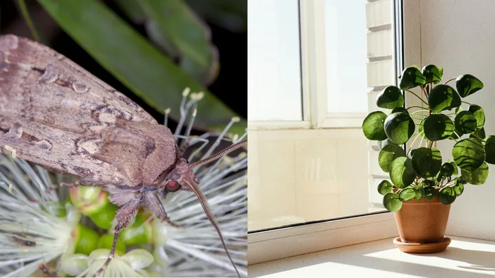 Bogong moths still getting in? Check the tiny gap most people miss
