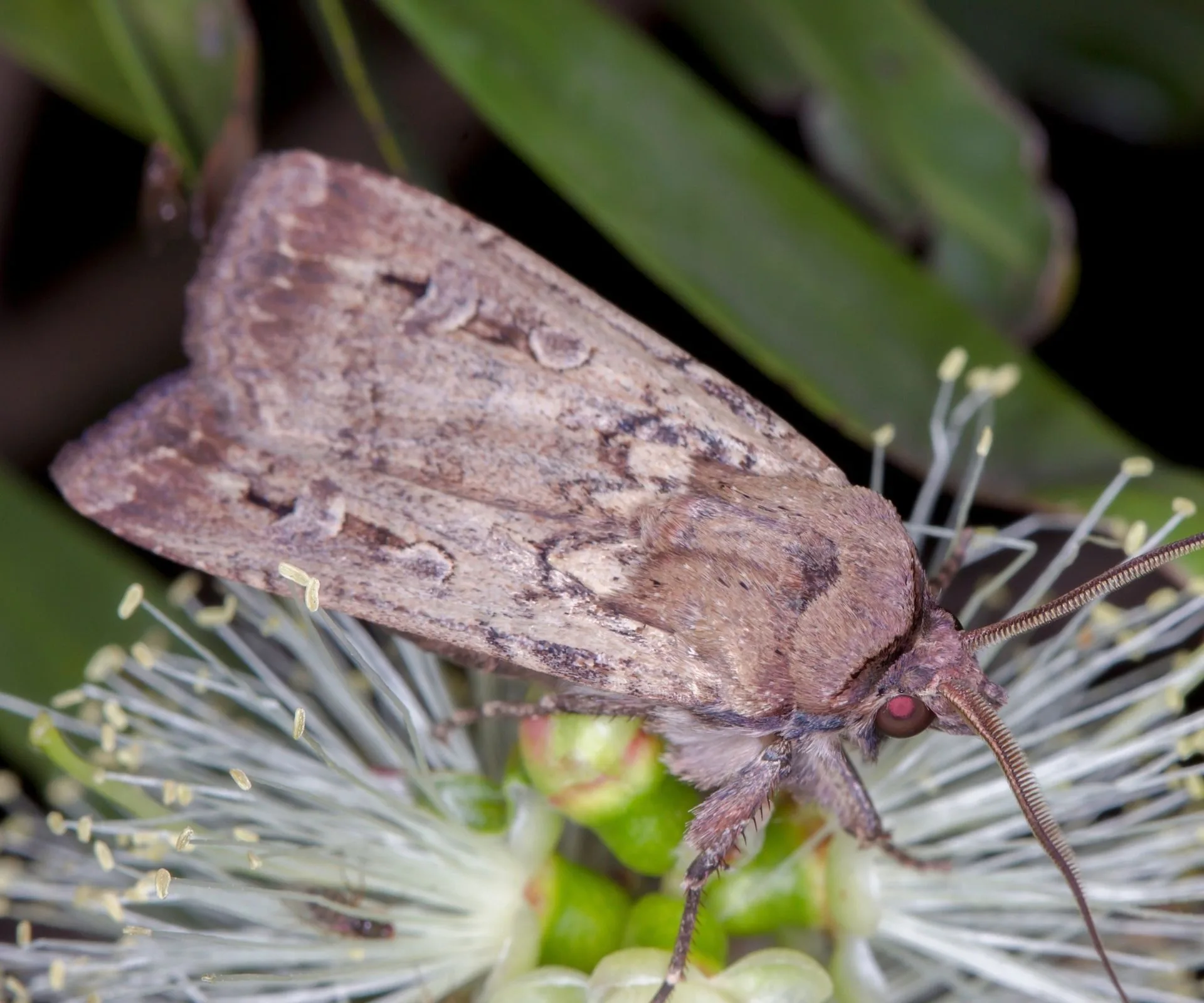 close up of bogong moth sitting on native flower 