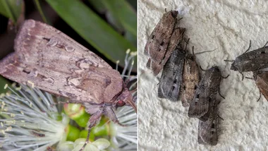bogong moth sitting on native flower on the left, on the right, five bogong moths together on a wall