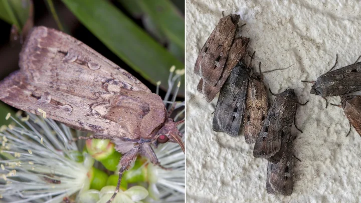 bogong moth sitting on native flower on the left, on the right, five bogong moths together on a wall