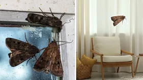 Are Bogong moths laying eggs in your house?