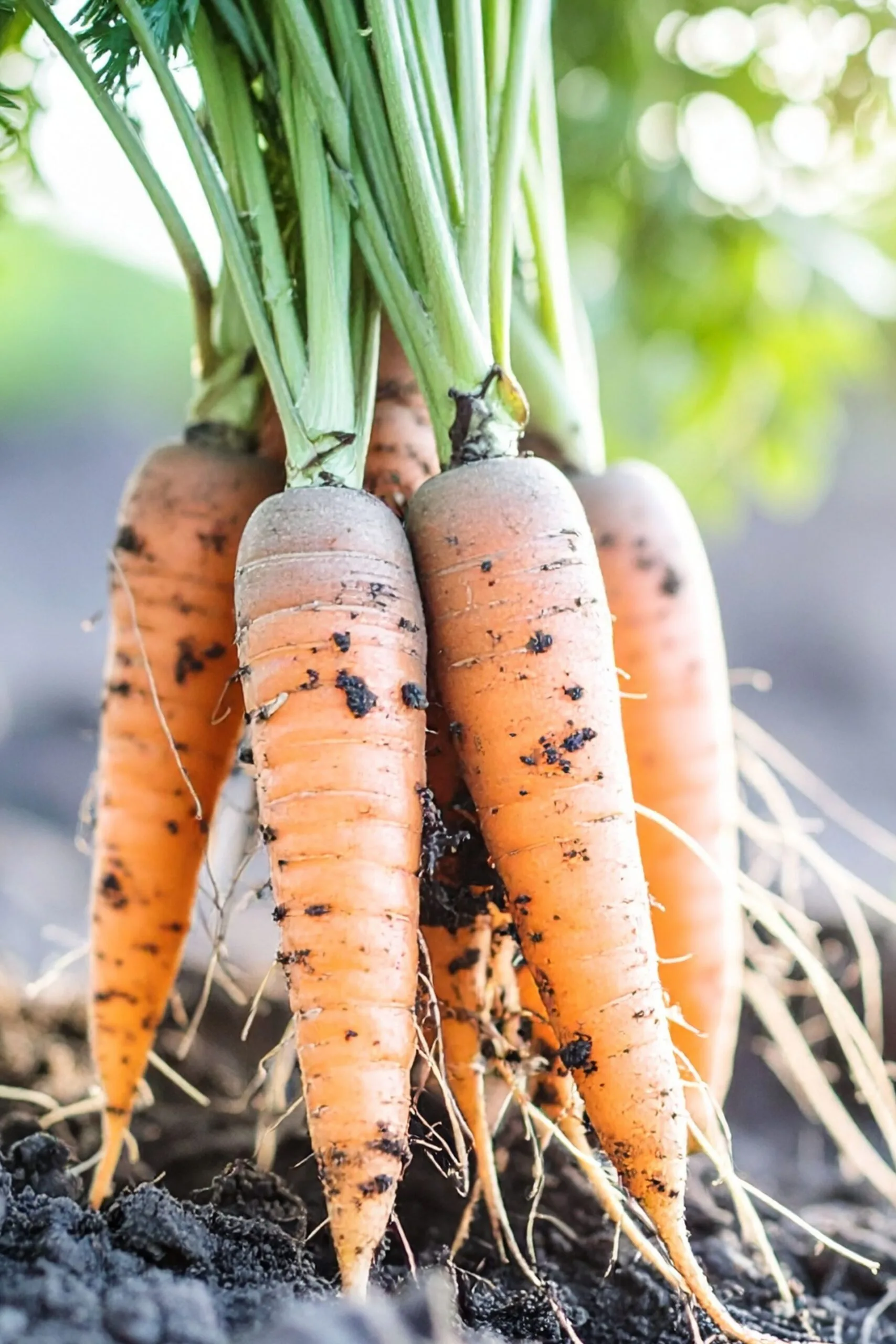 pulling carrots out of the ground.