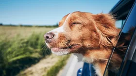 Why does my dog hate car rides? 10 vet-backed ways to keep them calm