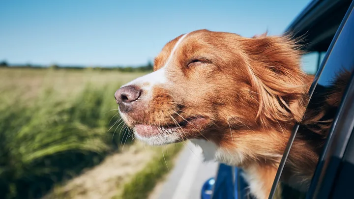 Why does my dog hate car rides? 10 vet-backed ways to keep them calm