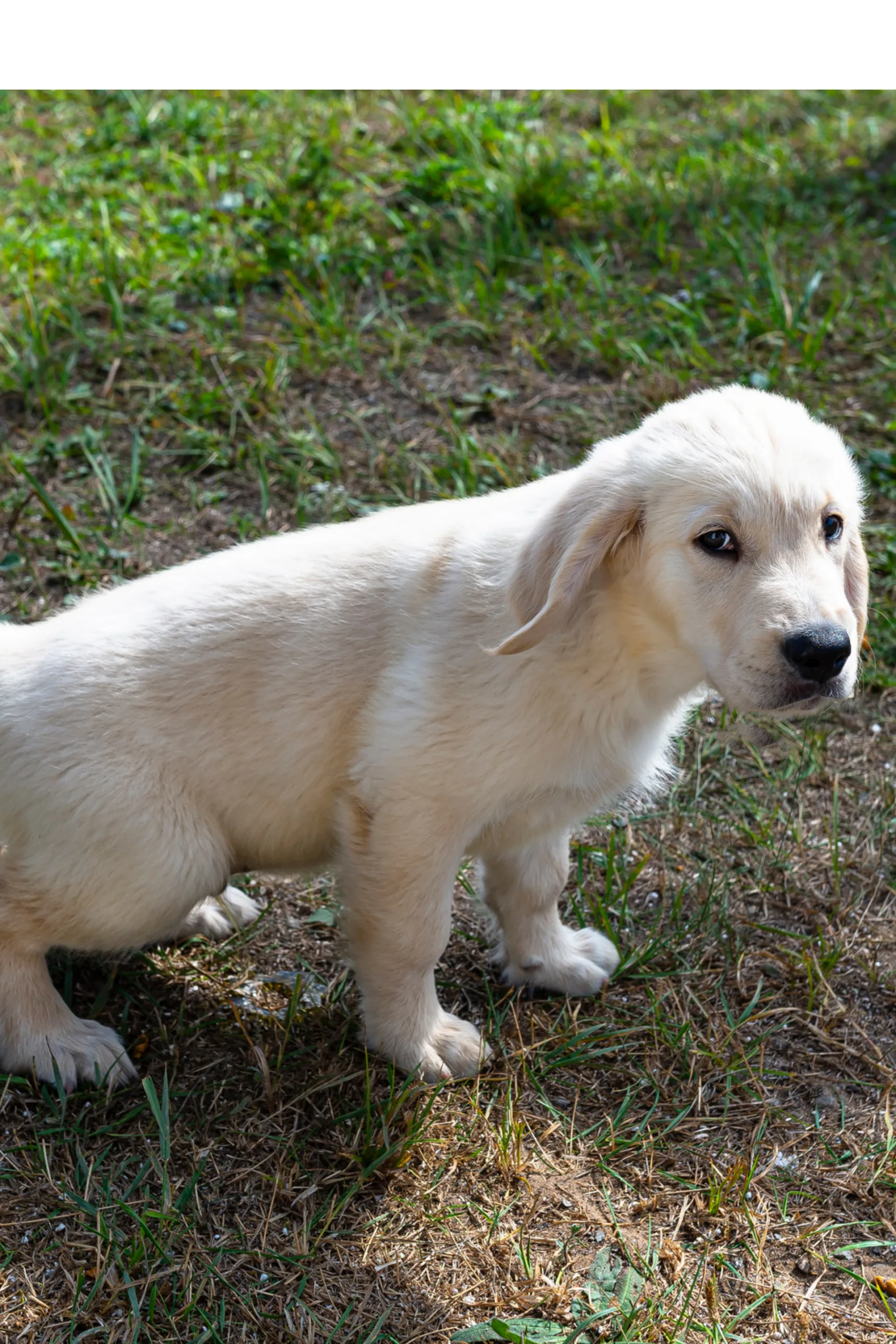 Why does my dog keep weeing in the same spot? Here's how to save your ...