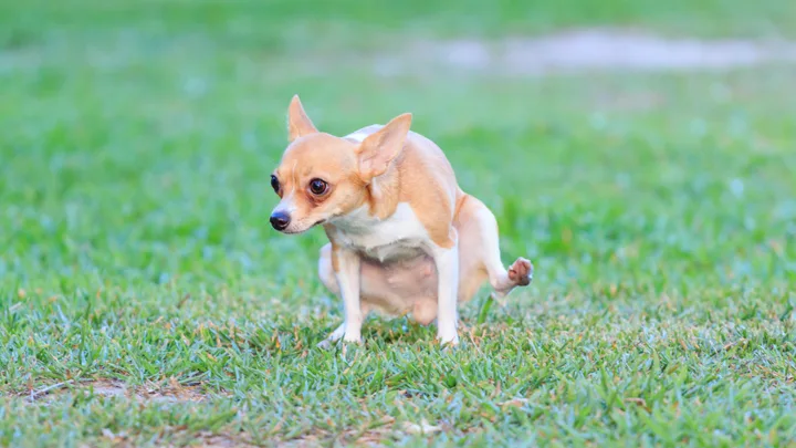Why does my dog keep weeing in the same spot? Here’s how to save your lawn