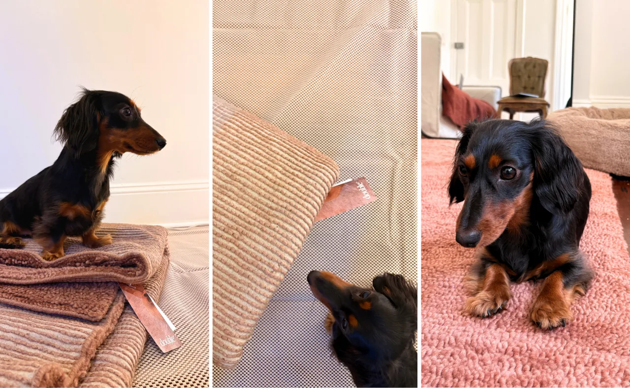 A small dachshund sits on top of the Otago Washable Wool Rug from Double
